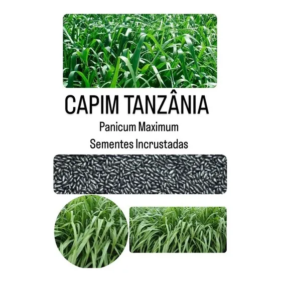 Capim Tanzânia - 10kg De Sementes Incrustadas
