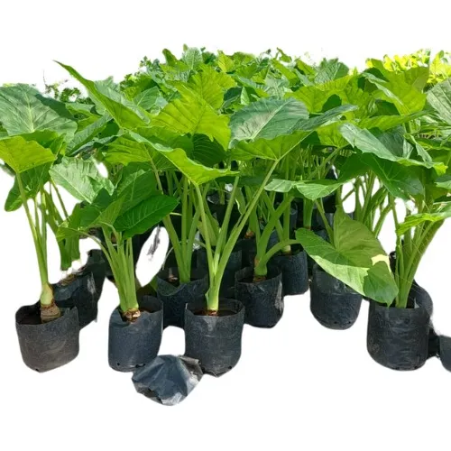 Planta Interior Alocasia Oreja De Elefante 10lts