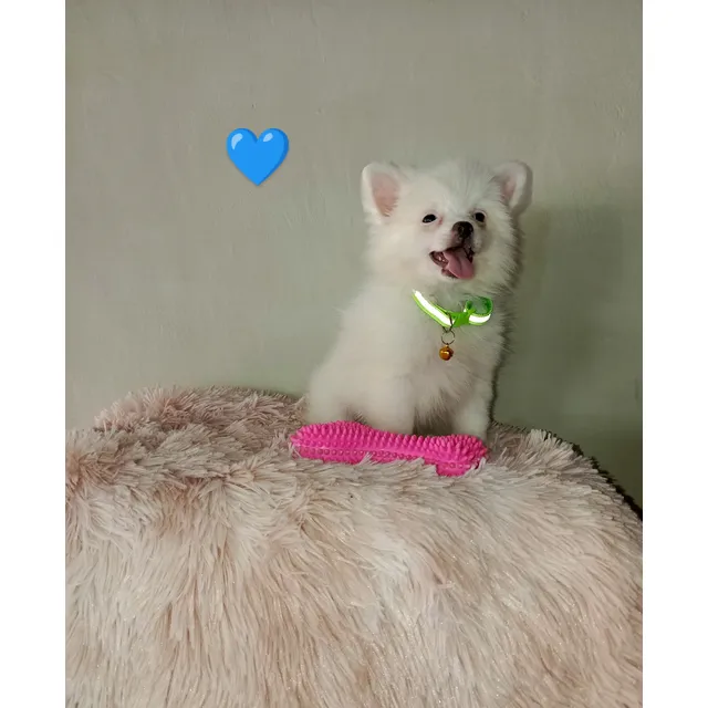 Cachorro Pomerania Mini Lulu