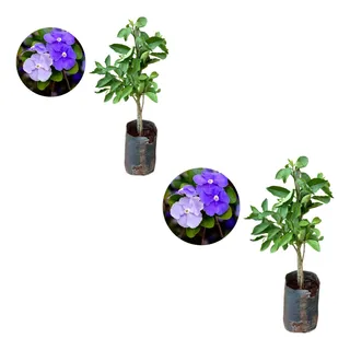 Kit Com 2 Mudas De ManacĂĄ De Cheiro - Ideal Para Jardins Kit Com 2 Mudas De ManacĂĄ De Cheiro - Ideal Para Jardins