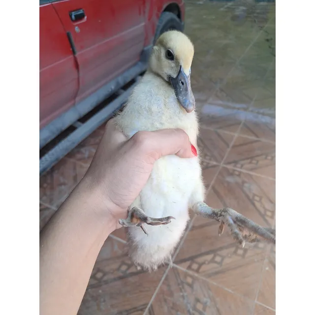 Vendo Patos Criollos