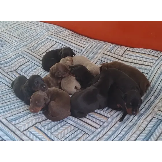 Dobermann Filhotes Com Pedigree Cbkc Alkc