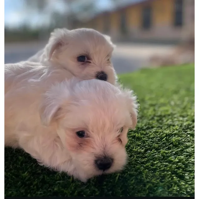 Bellos Cachorros Bichón Maltes Mini 330$