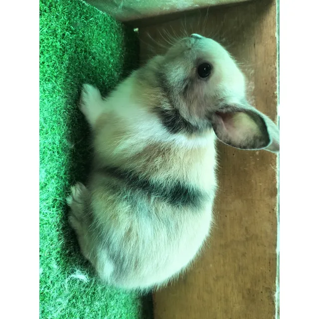 Conejo Enano Macho 45 Días, Incluye Comida, Mascota Ideal