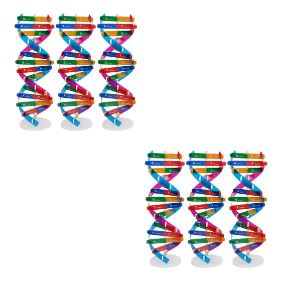Kit De Maquetas De Adn Biológico De 6 Piezas: Estructura De 