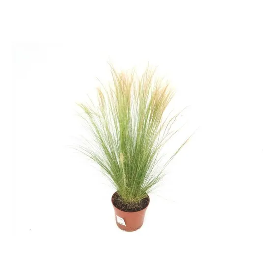 Stipa Tenuissima 'pony Tails' , Planta Gramínea Ornamental
