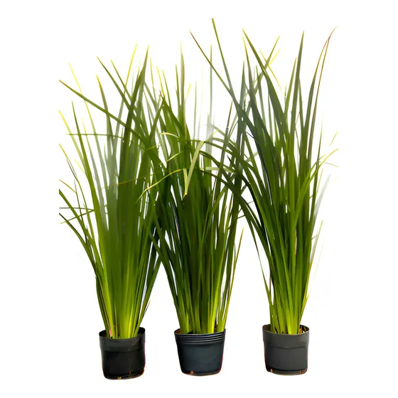 Dietes Xl - 1,2m Altura Abundante Follaje, Muy Resistente