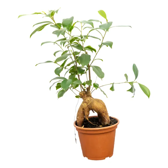 Ficus Microcarpa Ginseng - Fácil De Cuidar
