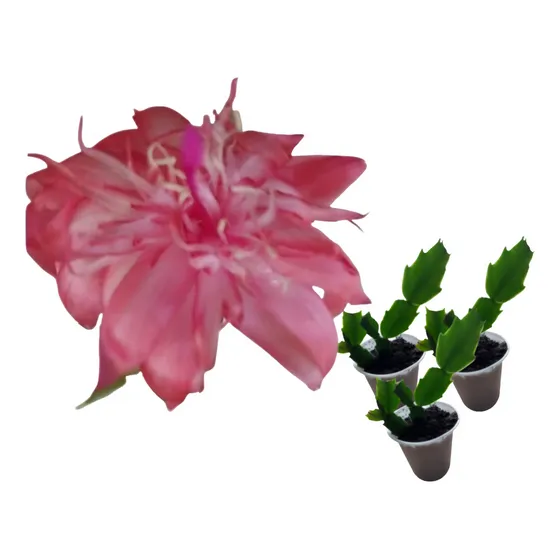 Flor De Maio Rosa Dobrada- Schlumbergera Truncata - 3 Mudas