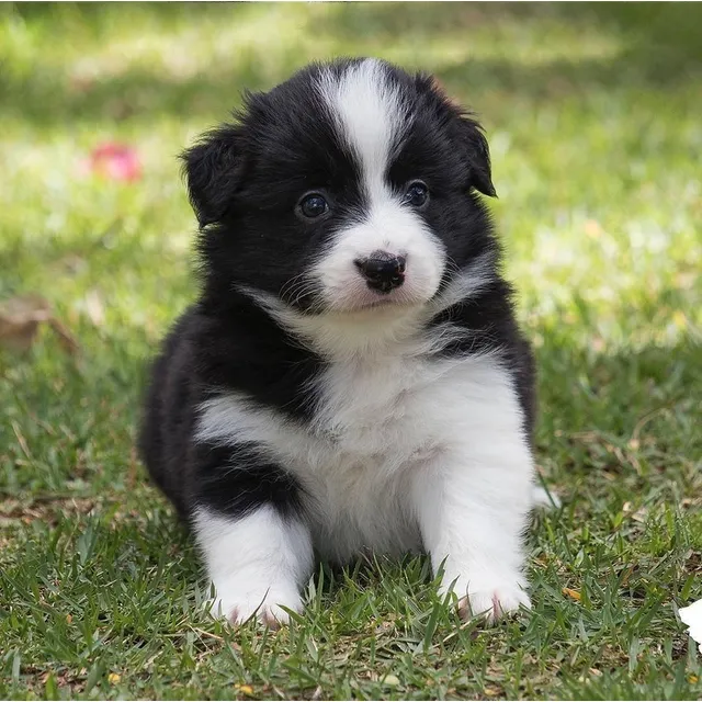 Cachorros Border Collie Puros