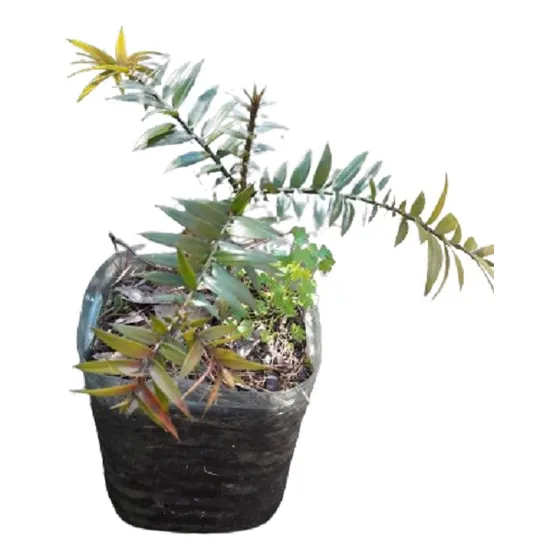 3 Arboles X 800 Lea Descripcion Vivero Orgánico Cielo Verde