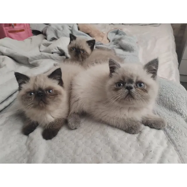 Gatitos Persa Exoticos Pelo Corto