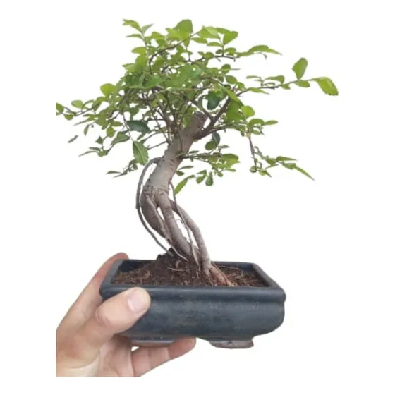 Bonsái Olmo Chino, Plantas, Regalo