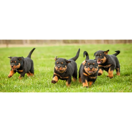 Cachorros Rottweiler Vacunados Y Desparacitados