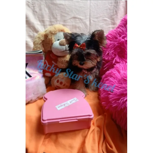 Yorkshire Terrier Mini Hembrita Top
