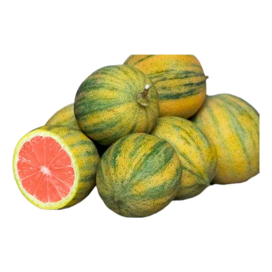 Limonero Variegado Grande 4 Estaciones Pulpa Rosa Ya Da!