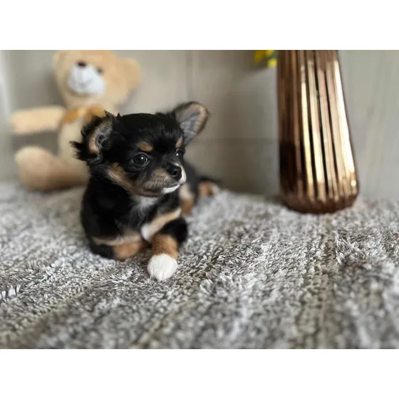Chihuahua Pelo Largo Con Op Pedigree