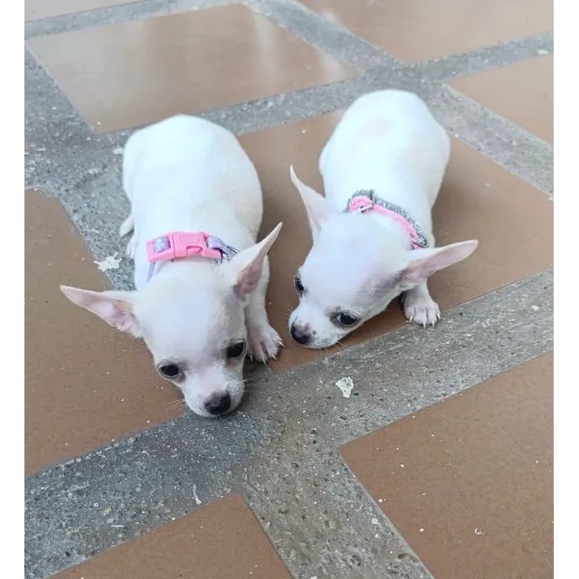 Cachorra Chihuahua Hembra Miniatura