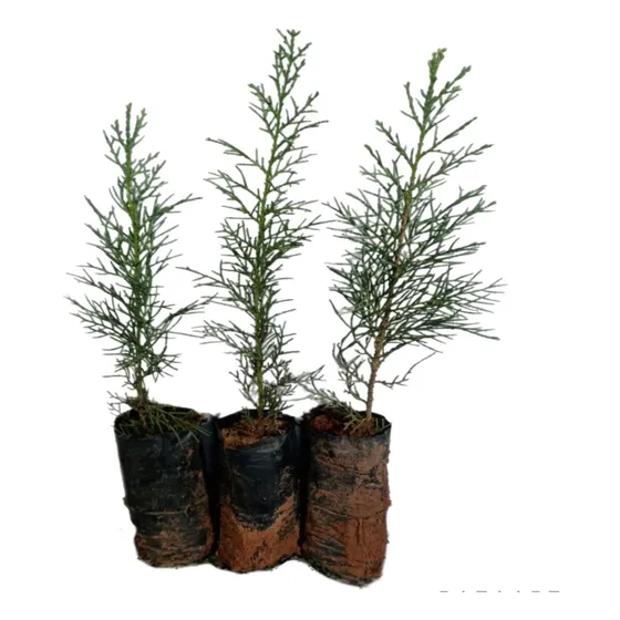 Cipreste Italiano De 15 A 20cm 10 Mudas Super Promoção