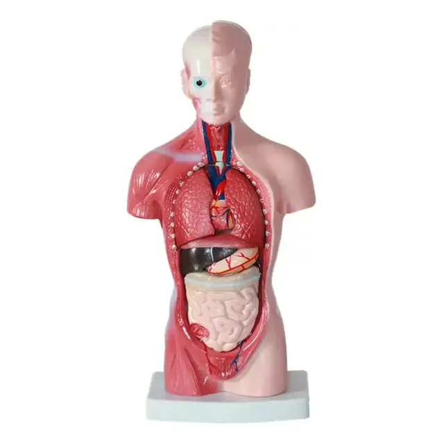 Cuerpo Torso Humano Ciencias Médicas 15 Piezas