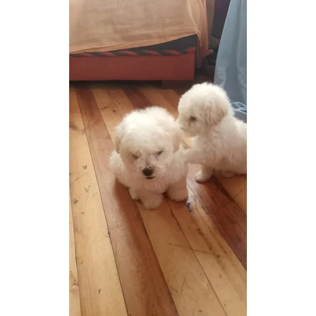 Cachorros French Poodle Miniatura