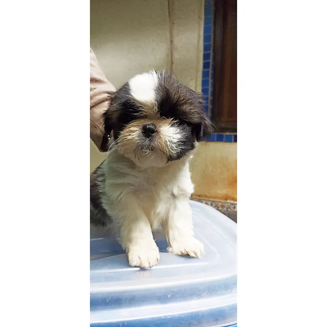 Shih-tzu,cachorros Machos Inscrito En El Kcc, Gran Pedigree Balco/negro/cafe