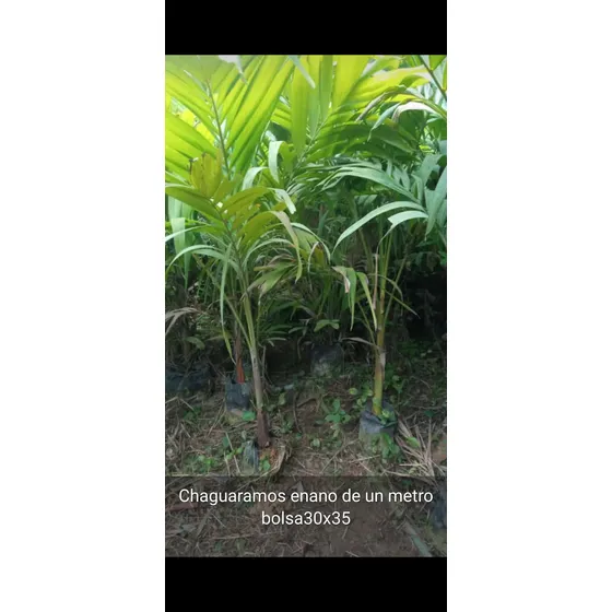 Plantas De Chaguaramos Enano