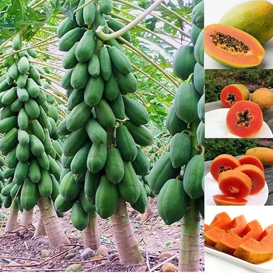 Semillas De Papaya Enana 20 Semillas De Arboles Frutales Dul