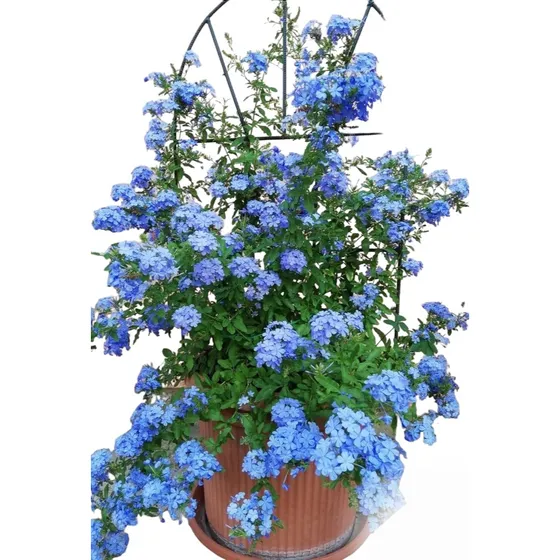 Jazmin Del Cielo Celeste, Plumbago, Trepadora.
