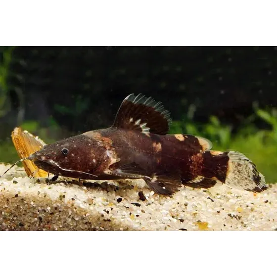 Peixe Bagre Raninus -aquário- Água Doce