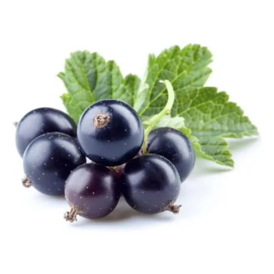 Plantas De Cassis (grosella Negra) - Fruto Del Bosque