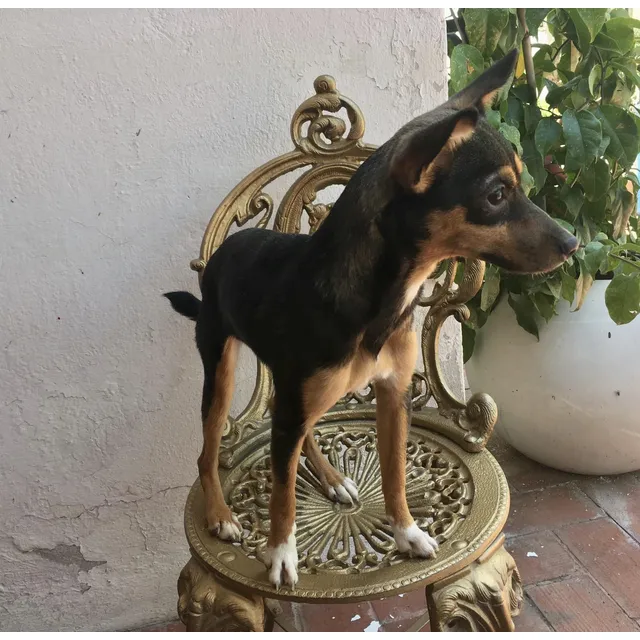 Xoloitzcuintle Miniatura Con Pelo, Pedigree Internacional