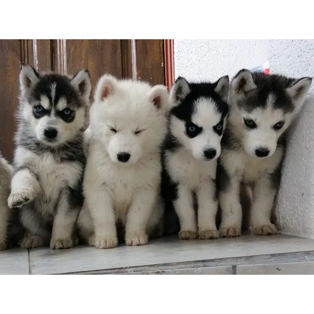 Husky Siberianos Macho Pelaje Largo