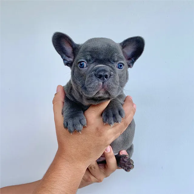 Mini Bulldog Francés Blue Precio Bebe Criadero Medellin Cali
