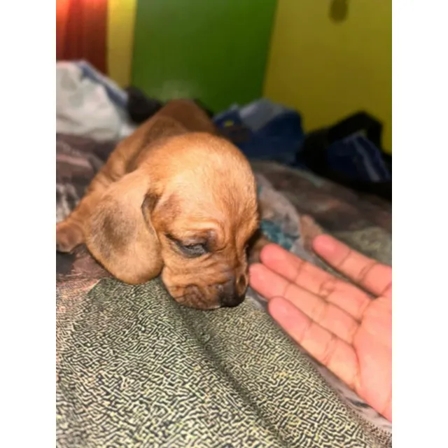 Perrito Salchicha