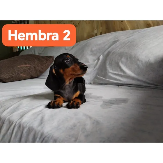 Salchichas Machos Y Hembras 25 De Junio 2025
