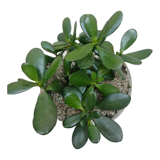 Crassula Ovata - Crasa - Suculenta Arbol De Jade
