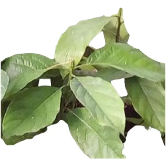 Árbol De Palta De Semilla Vivero Orgánico Cielo Verde