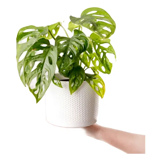 Peruviano Filodendro Planta En 3 Litros