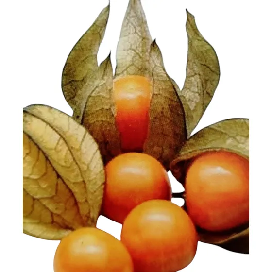 Semillas Physalis Golden Berrie Jardinería