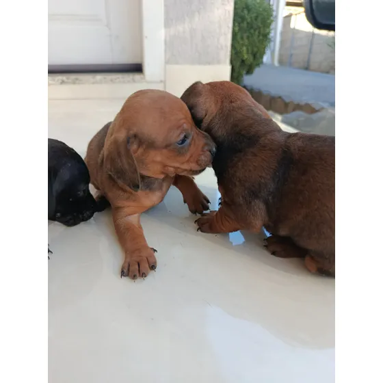 Cachorro