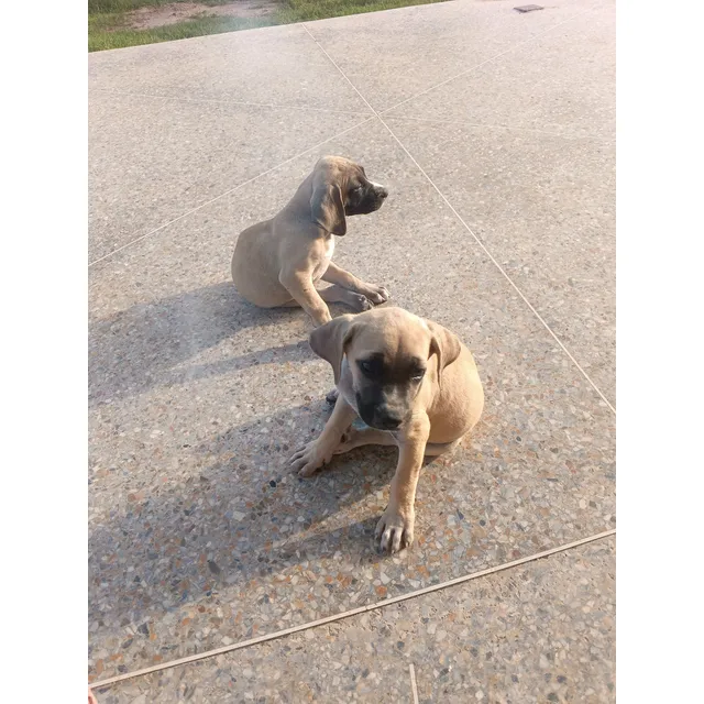 Cachorros Fila Brasilero. Nacieron El 24 De Marzo.