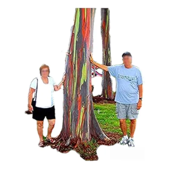 500 Semillas Eucaliptos Arcoiris O Deglupta