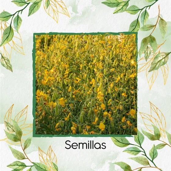 1.600 Semillas De Crotalaria Juncea L.