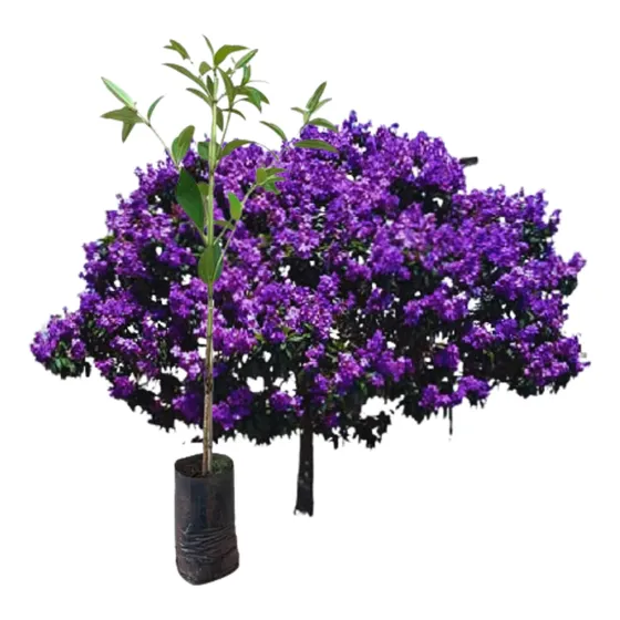 Muda Grande Árvore Quaresmeira Flores Roxa 1 A 1,5 Metros
