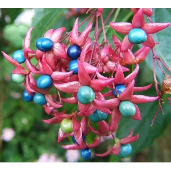 Semente Clerodendro Glorioso Flor Arlequim Trepadeira P/muda