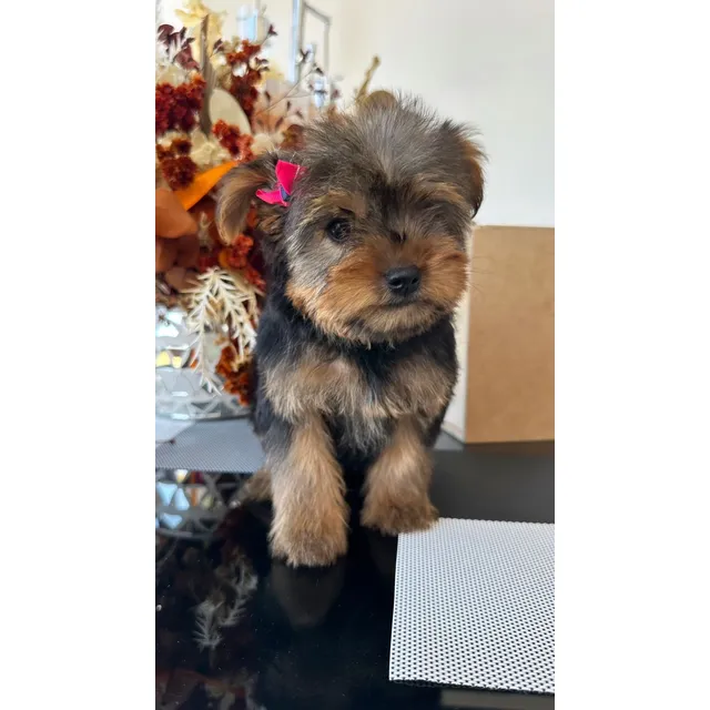 Yorkie, Yorkshire Cachorros