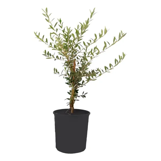 Árbol De Olivo Arbequina, Maceta De 10 Pulgadas, 3.4 P...