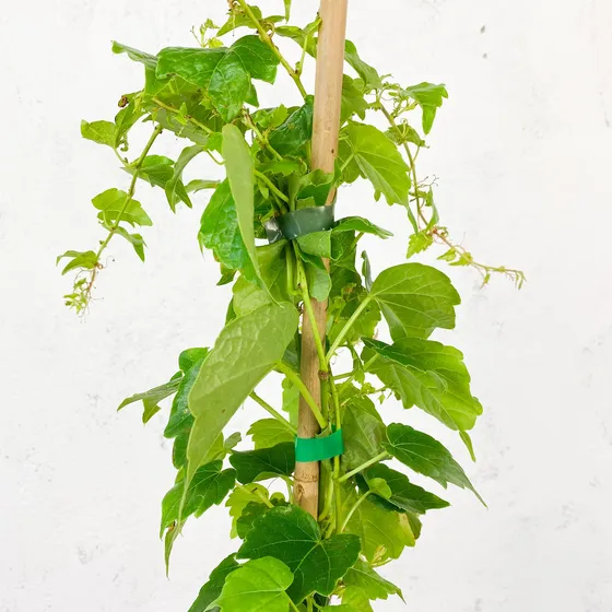 Ampelopsis, Viña Vírgen  ( Parthenocissus Tricuspidata)