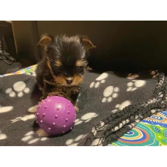 Yorkshire Terrier Hembras Minis Excelentes Para Retirar/ Env